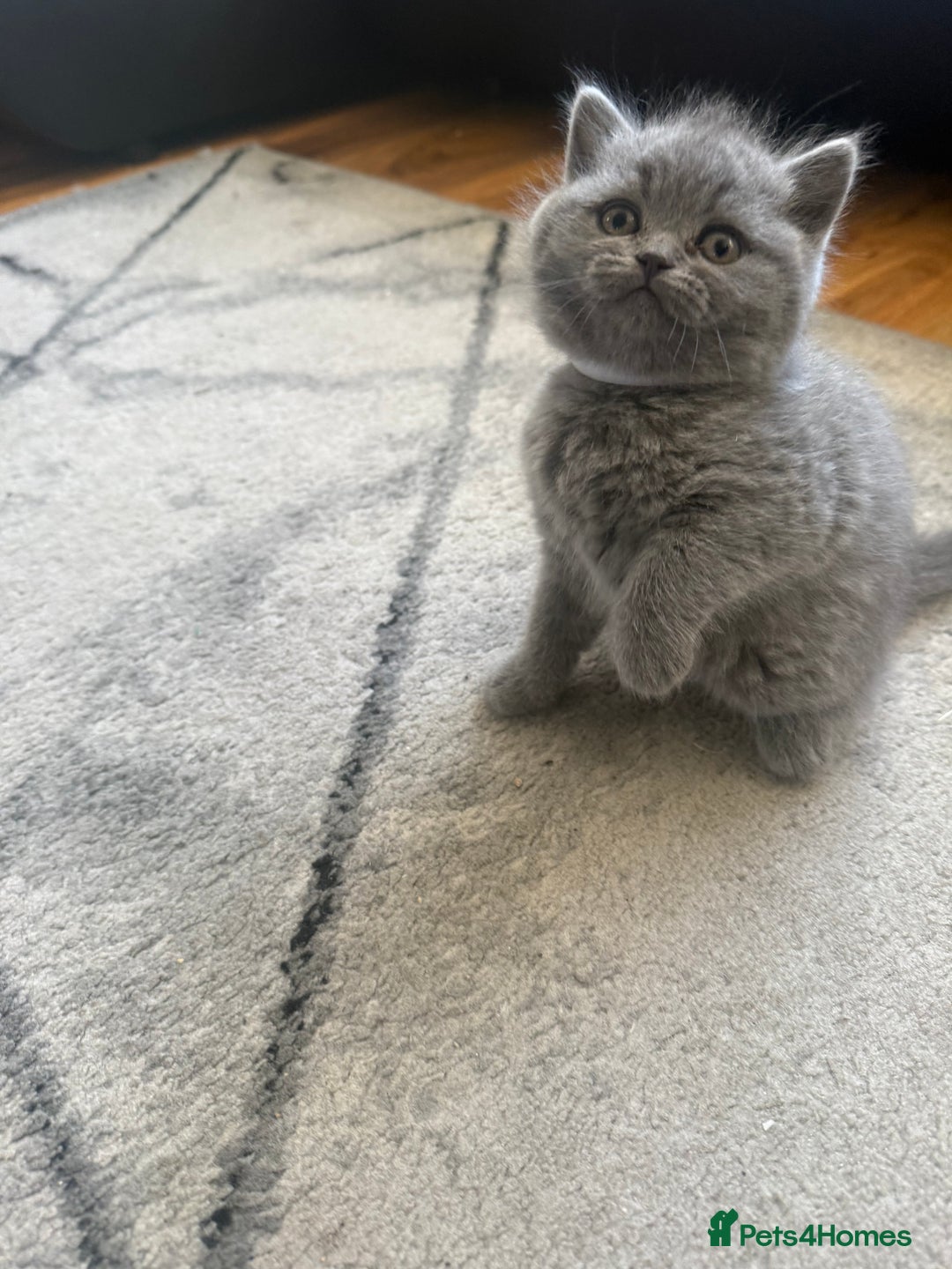Scottish Fold cats for sale: Scottish fold kittens  - Advert 7