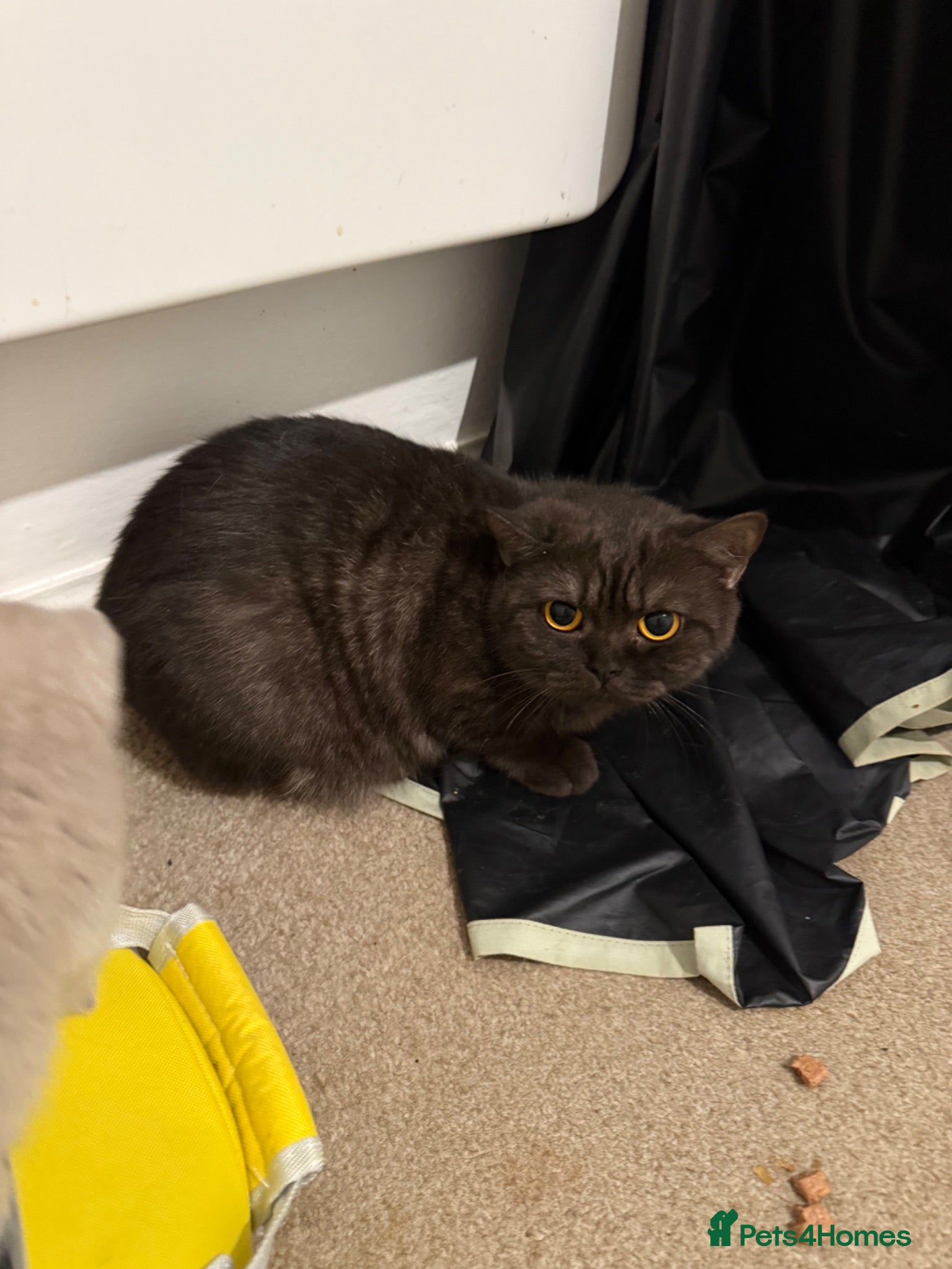 British Shorthair cats     GCCF Active Black/Chocolate BSH Queen  - Advert 15