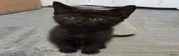 Mixed Breed cats for sale: 2 stunning kittens still available  - Advert 7