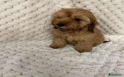Cockapoo dogs for sale: F1 red cockapoo puppy's  - Image 4