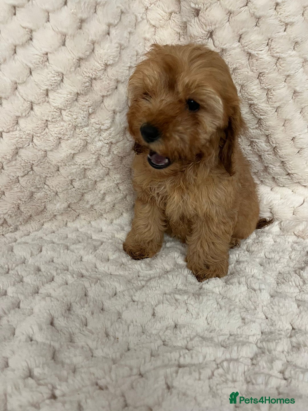 Cockapoo dogs for sale: F1 red cockapoo puppy's  - Image 4