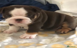 English Bulldog dogs for sale: Stunning English bulldogs - Image 3