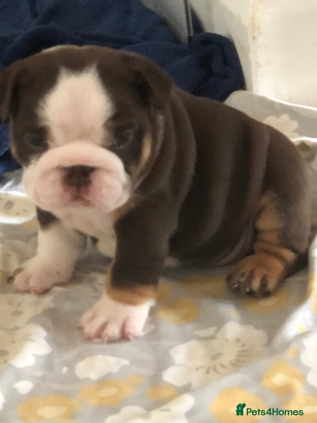 English Bulldog dogs for sale: Stunning English bulldogs - Image 3