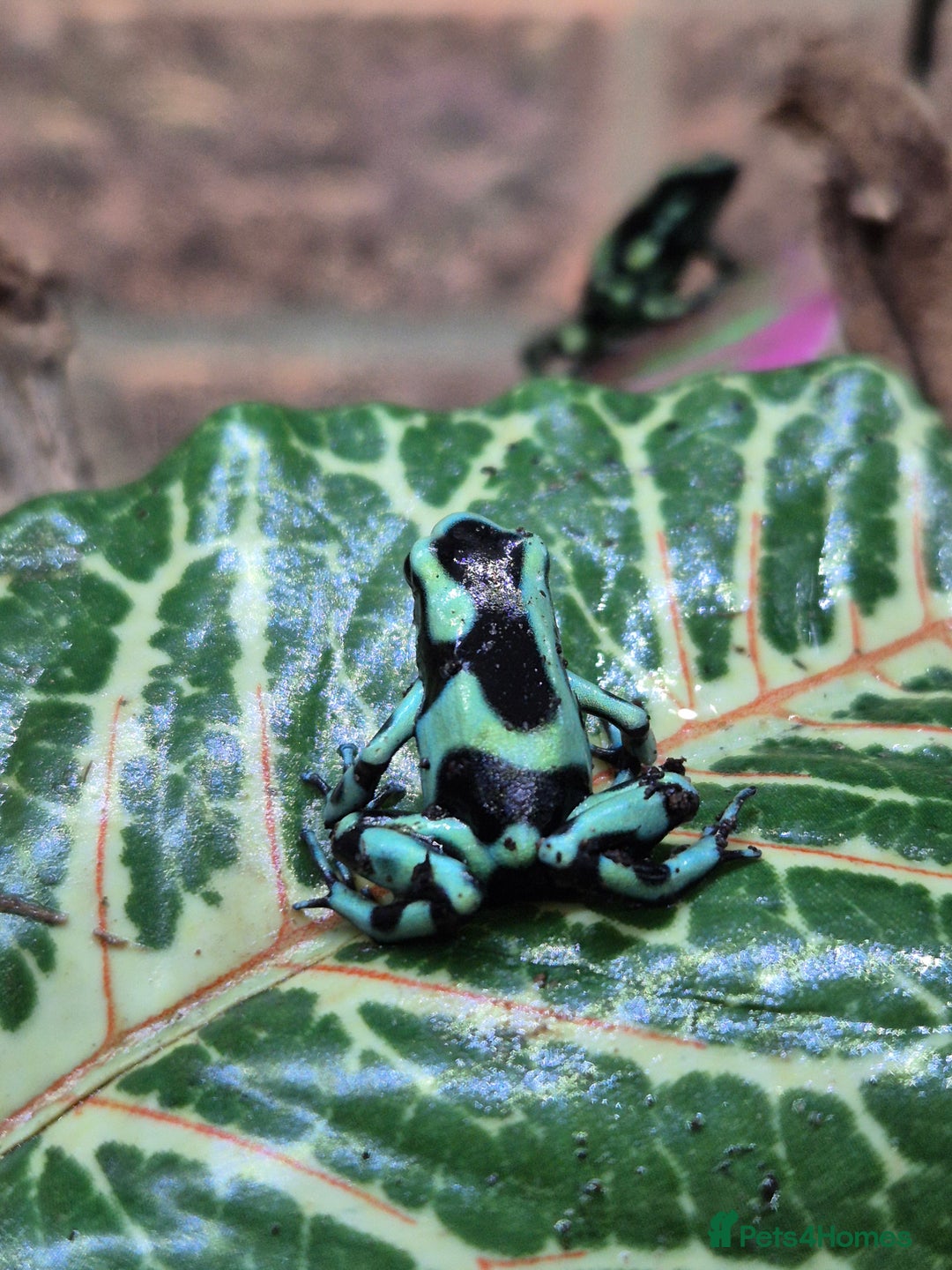 Frog reptiles for sale: Amazon milks Whites green darts - Advert 1