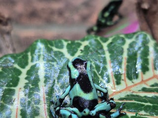 Frog reptiles Amazon milks Whites green darts - Advert 1