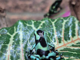 Frog reptiles Amazon milks Whites green darts - Advert 3