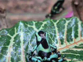 Frog reptiles Amazon milks Whites green darts - Advert 2