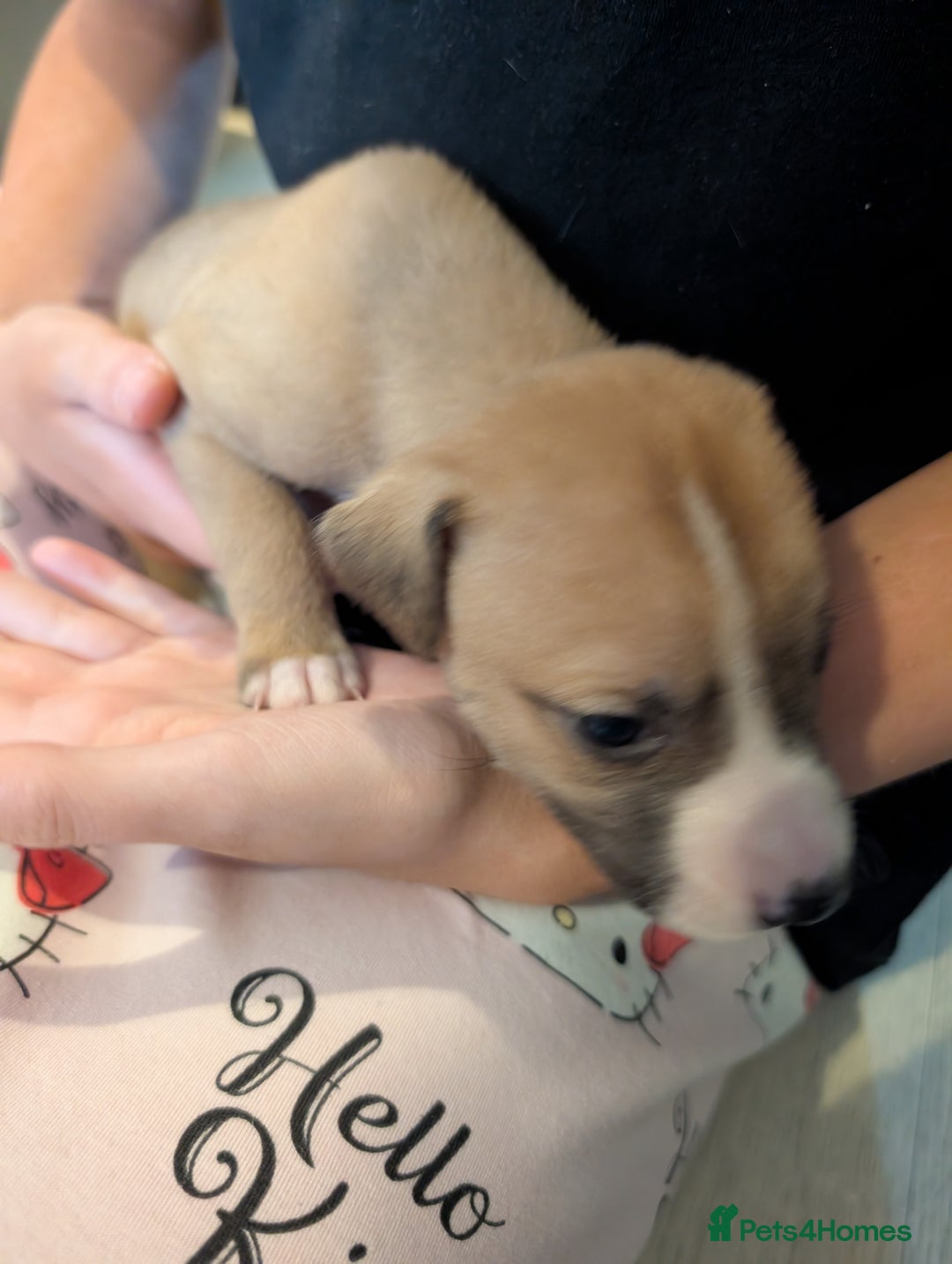 Mixed Breed dogs for sale: Staffy X pups  - Advert 6