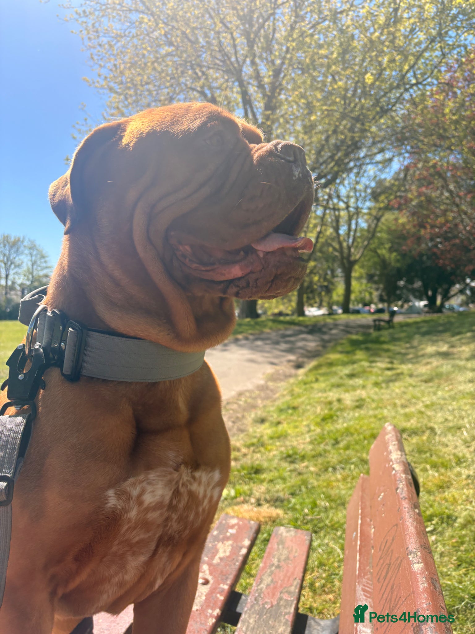Dogue De Bordeaux dogs for sale: Ronnie  - Advert 5