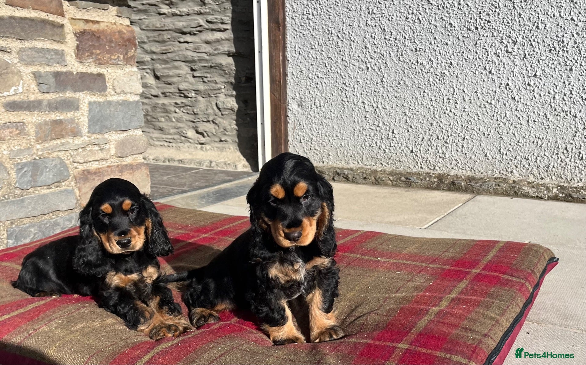 Cocker Spaniel dogs for sale: Health tested KC registered show type cocker 🐶  - Advert 1