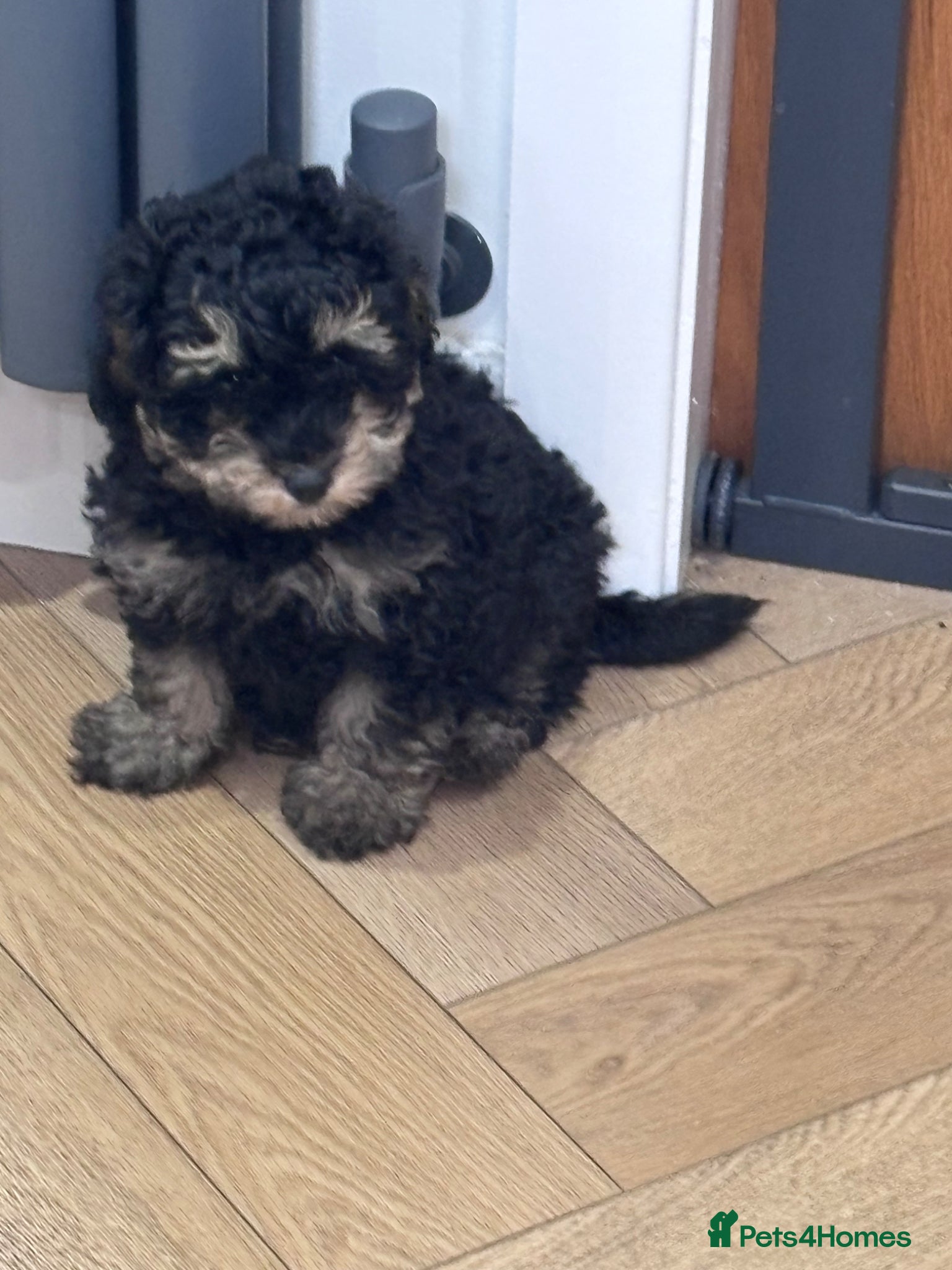 Toy Poodle dogs Toy poodle puppies  - Advert 1