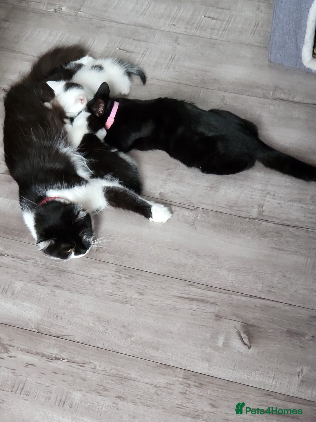 Domestic Shorthair cats for sale: For sale kittens - Image 2
