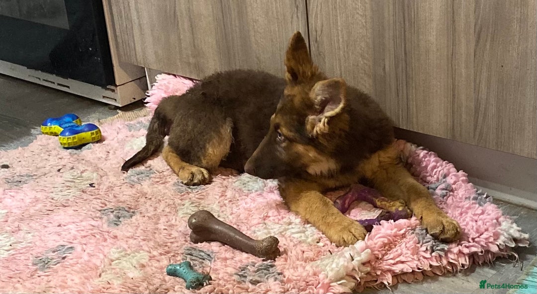 German Shepherd dogs for sale: Liver and tan German shepherds - Image 12