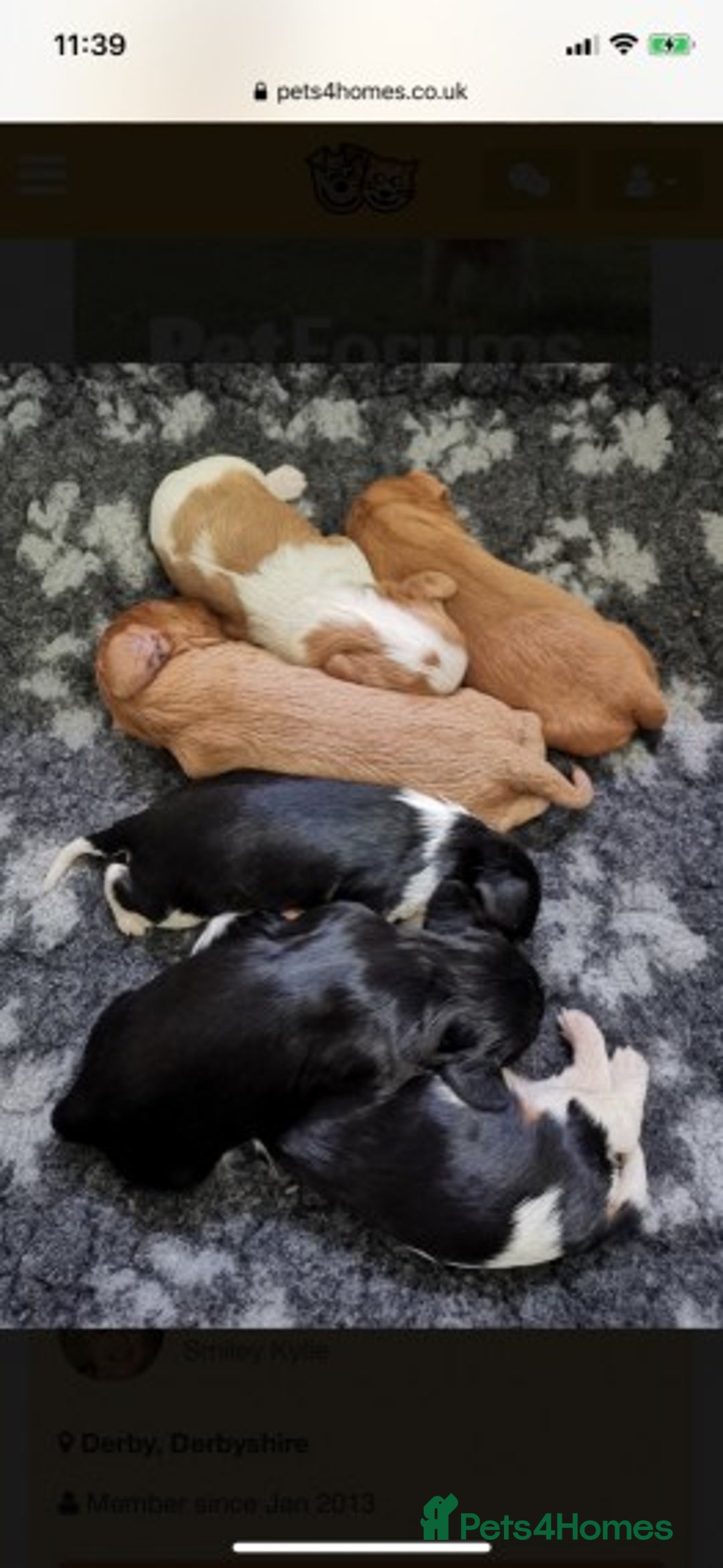 Cavalier King Charles Spaniel dogs for stud: Extensively Health Tested Cavalier King Charles Sp in Mansfield - Image 27