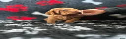 Hungarian Vizsla dogs for sale: Exceptional Pedigree Hungarian Vizsla Puppies - Advert 9