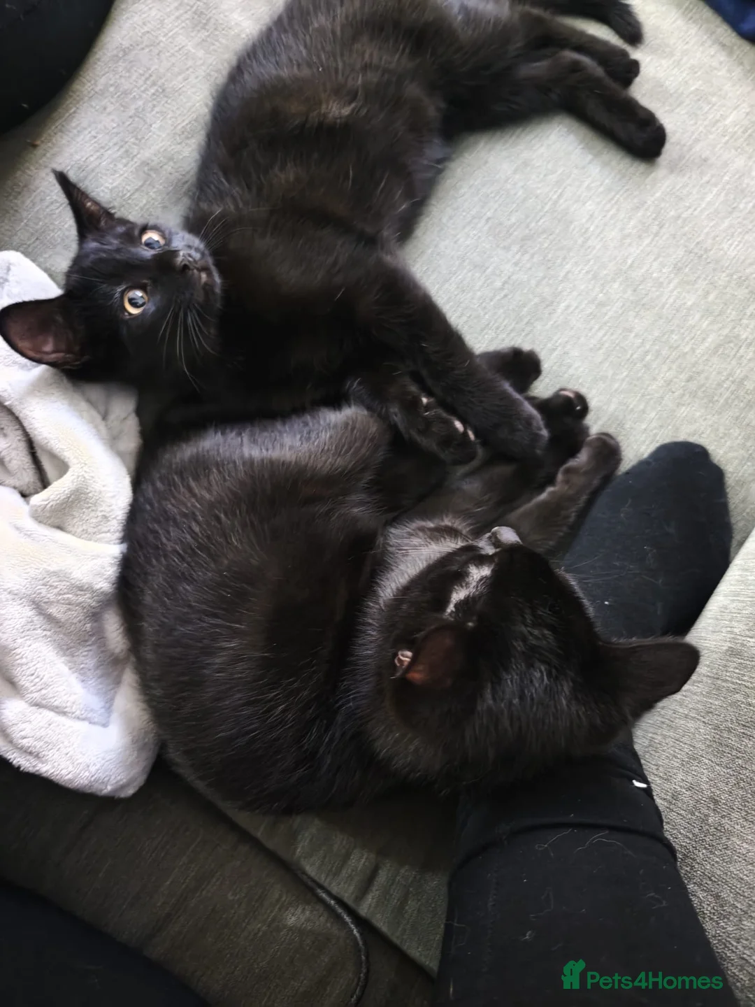 Bombay cats for sale: 2 male black kittens  - Advert 1