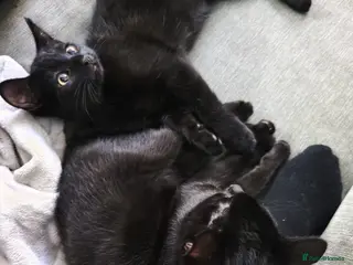 Bombay cats 2 male black kittens - Advert 1