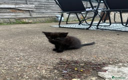 Mixed Breed cats for sale: Lovely Black Kittens Looking for a home - Image 4