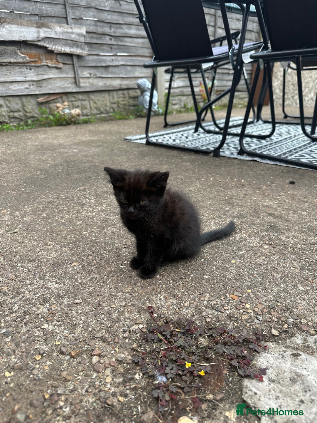 Mixed Breed cats for sale: Lovely Black Kittens Looking for a home - Image 4