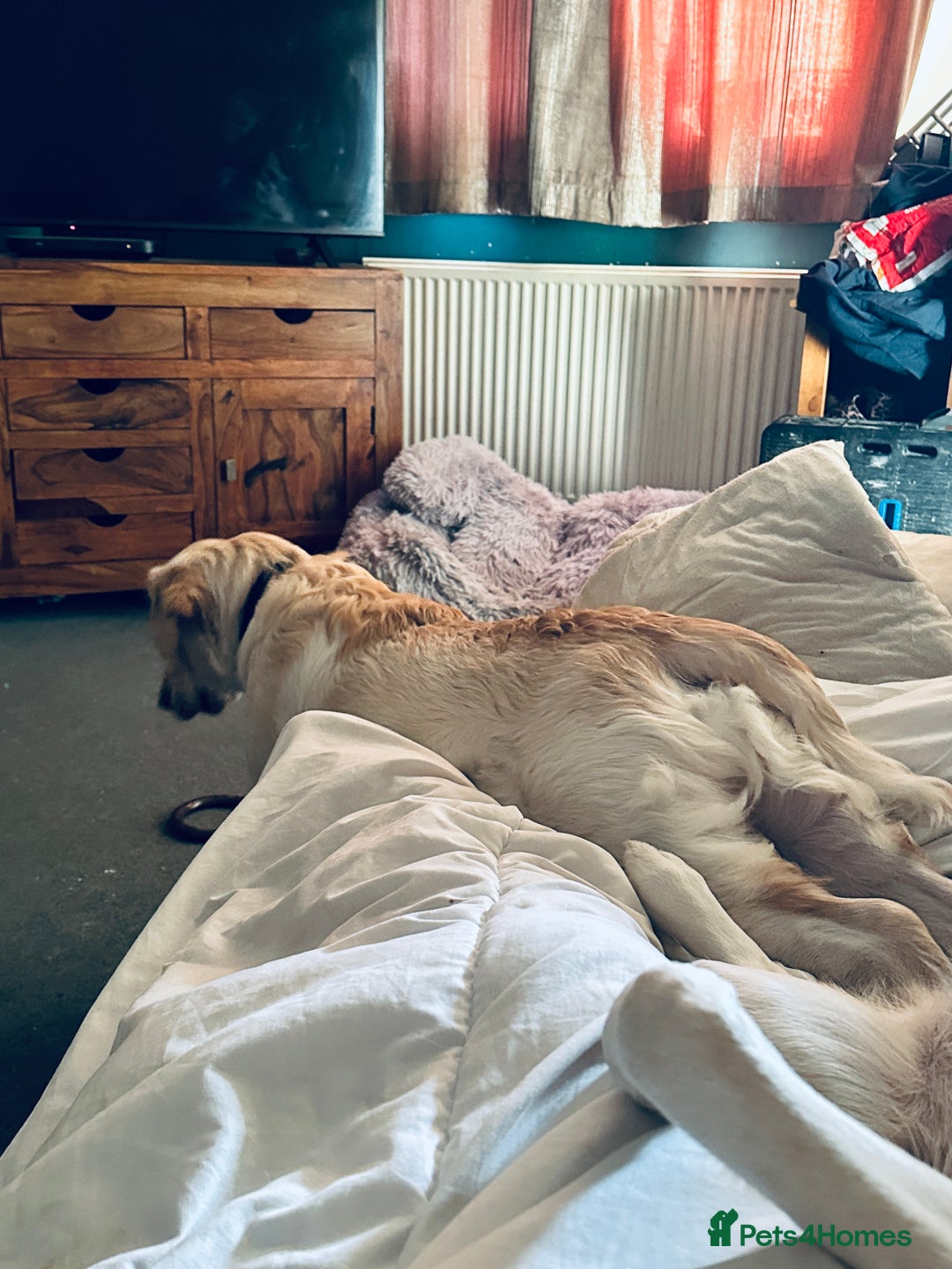 Goldador dogs for sale: Goldador- Rehoming due to illness - Advert 2