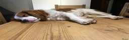 Mixed Breed dogs for sale: Comfort Retriever 5* breeder  in Whitchurch - Advert 5