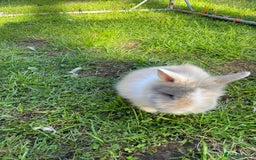 Lionhead rabbits for sale: Lion head  - Image 8