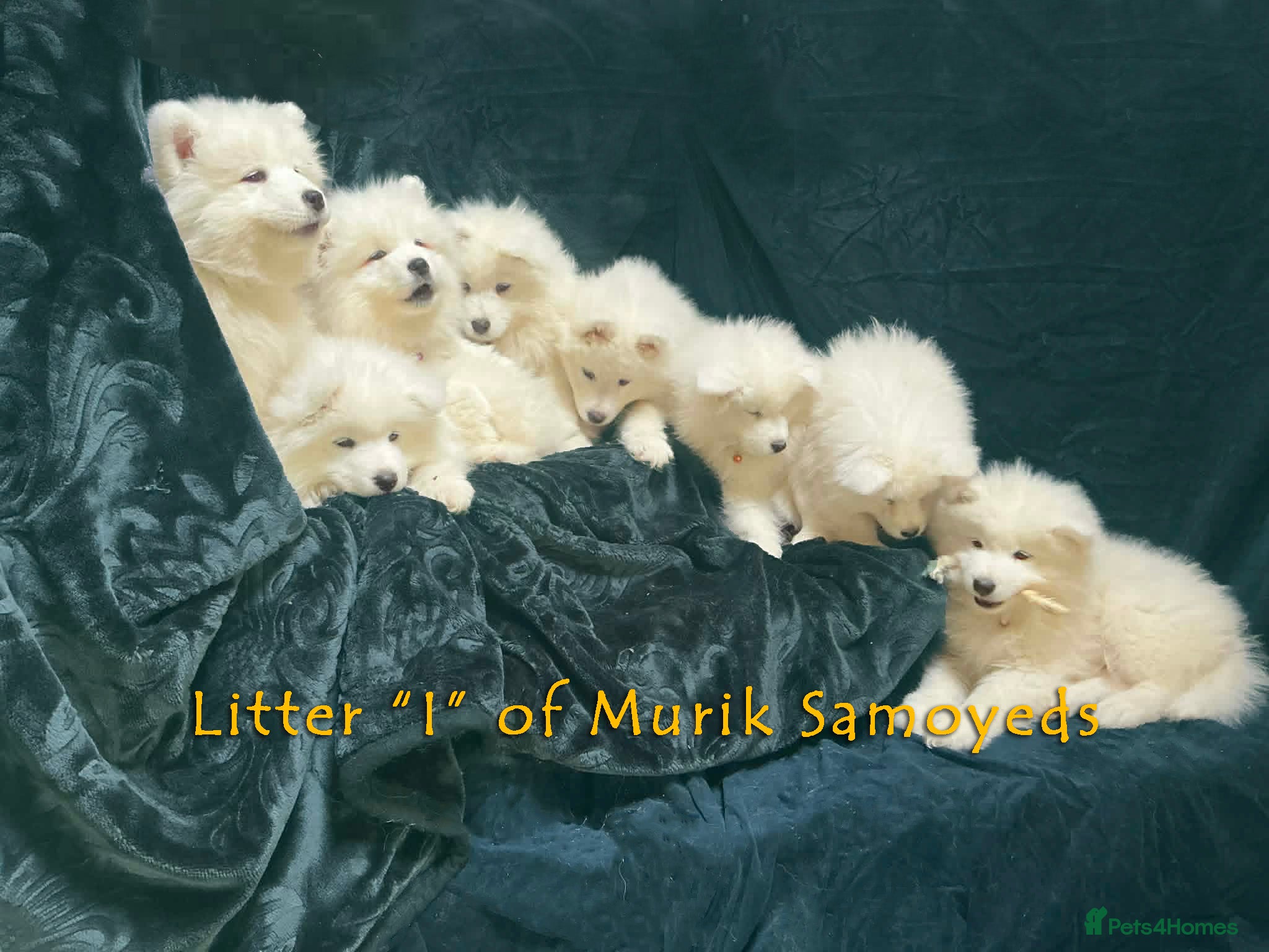 Samoyed dogs for sale: Beautiful Samoyed Puppies from Champion Father - Advert 1