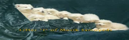 Samoyed dogs for sale: Beautiful Samoyed Puppies from Champion Father - Advert 1