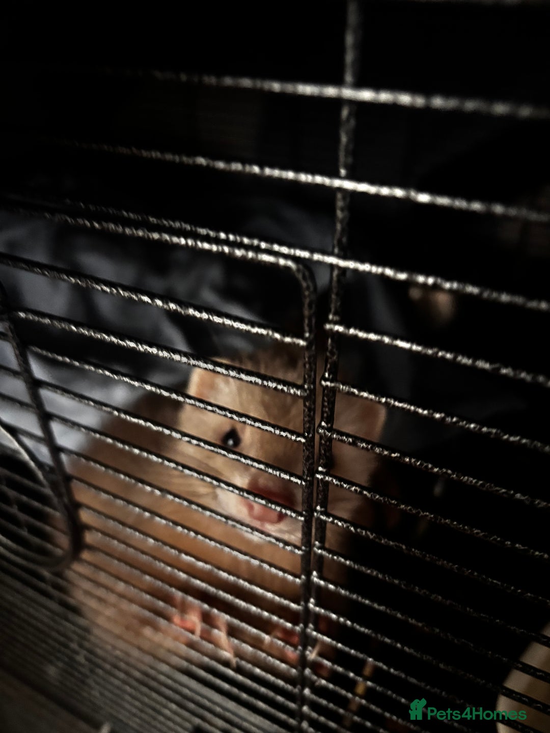 Ferret rodents for sale: Two male ferrets + cage etc - Advert 3