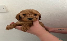 Cockapoo dogs for sale: Fluffy F1 puppies ready 27-09  - Image 20