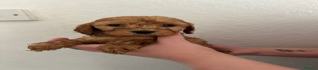Cockapoo Puppy 5