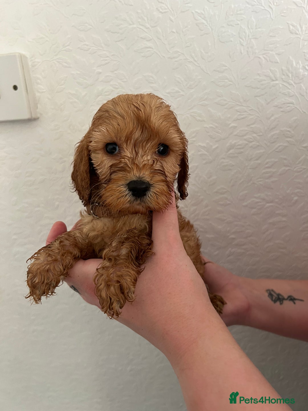 Cockapoo dogs for sale: Fluffy F1 puppies ready 27-09  - Image 20