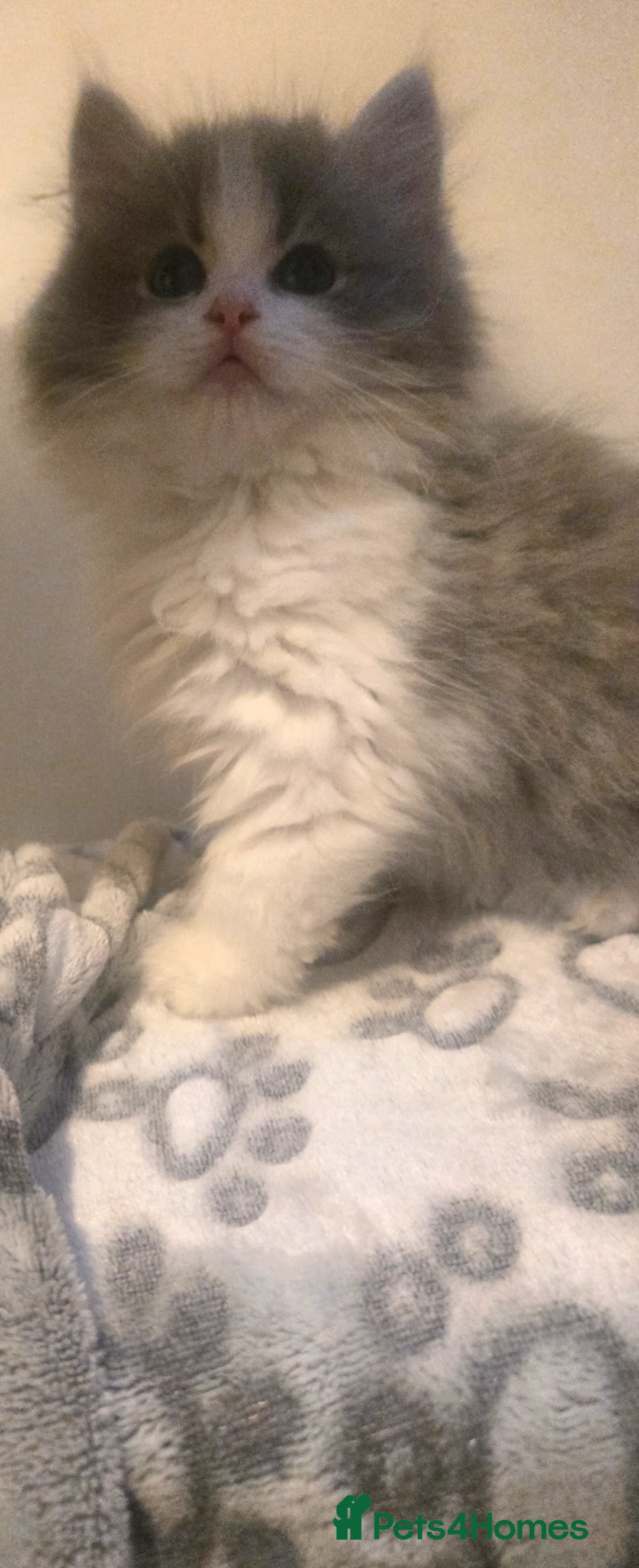 Persian cats for sale: Persian cross Ragdoll kittens - Advert 2