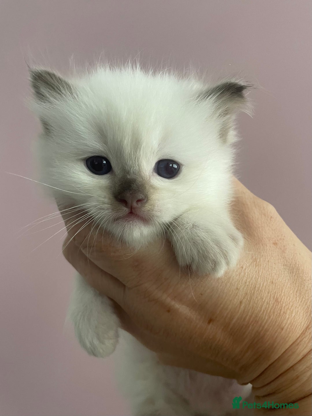Ragdoll cats for sale: GCCF Blue Colour Point Ragdoll Kittens - Image 2