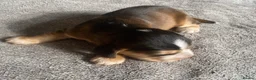 Cocker Spaniel dogs for sale: Show Type Cocker Spaniel Puppies - Advert 14
