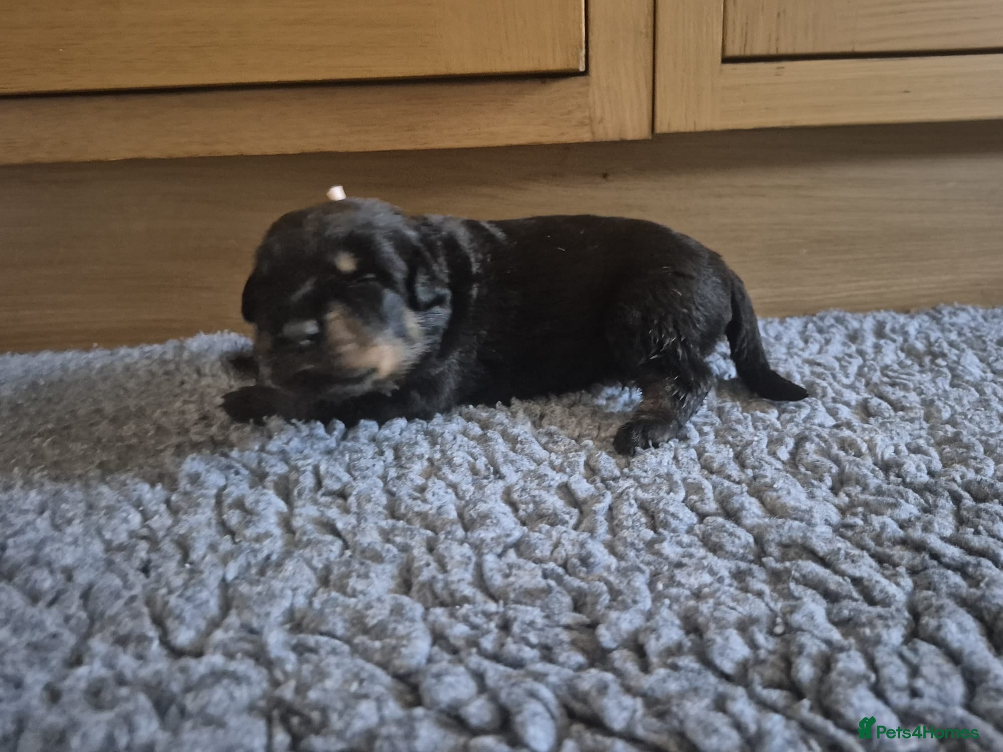 Rottweiler dogs RKC Registered Traditional Rottweiler Puppies  - Advert 2