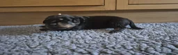 Rottweiler dogs for sale: Adorable, Confident, Chunky KC Rottie Pups  - Advert 24