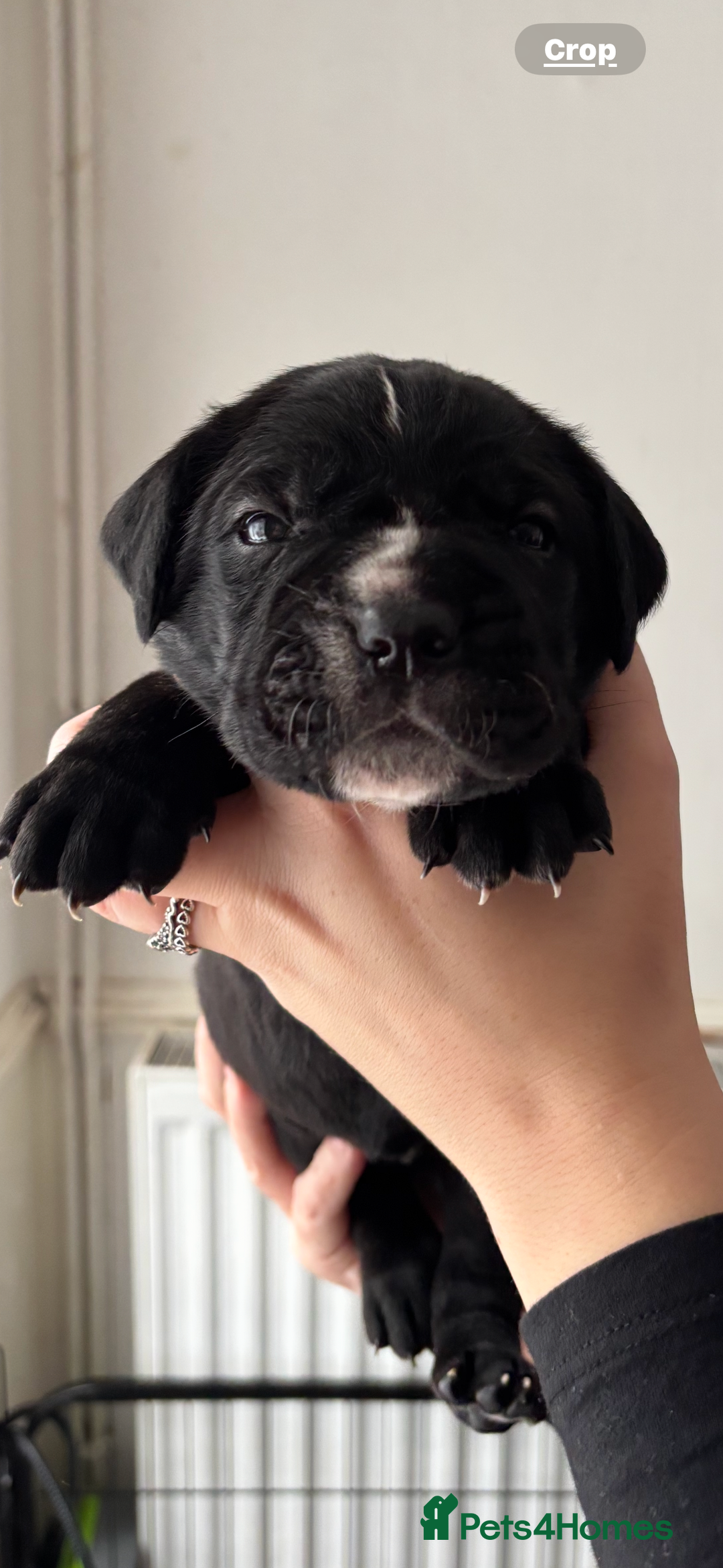 Cane Corso dogs for sale: 🐾‼️💕LAST GIRL💕‼️🐾 - Advert 16