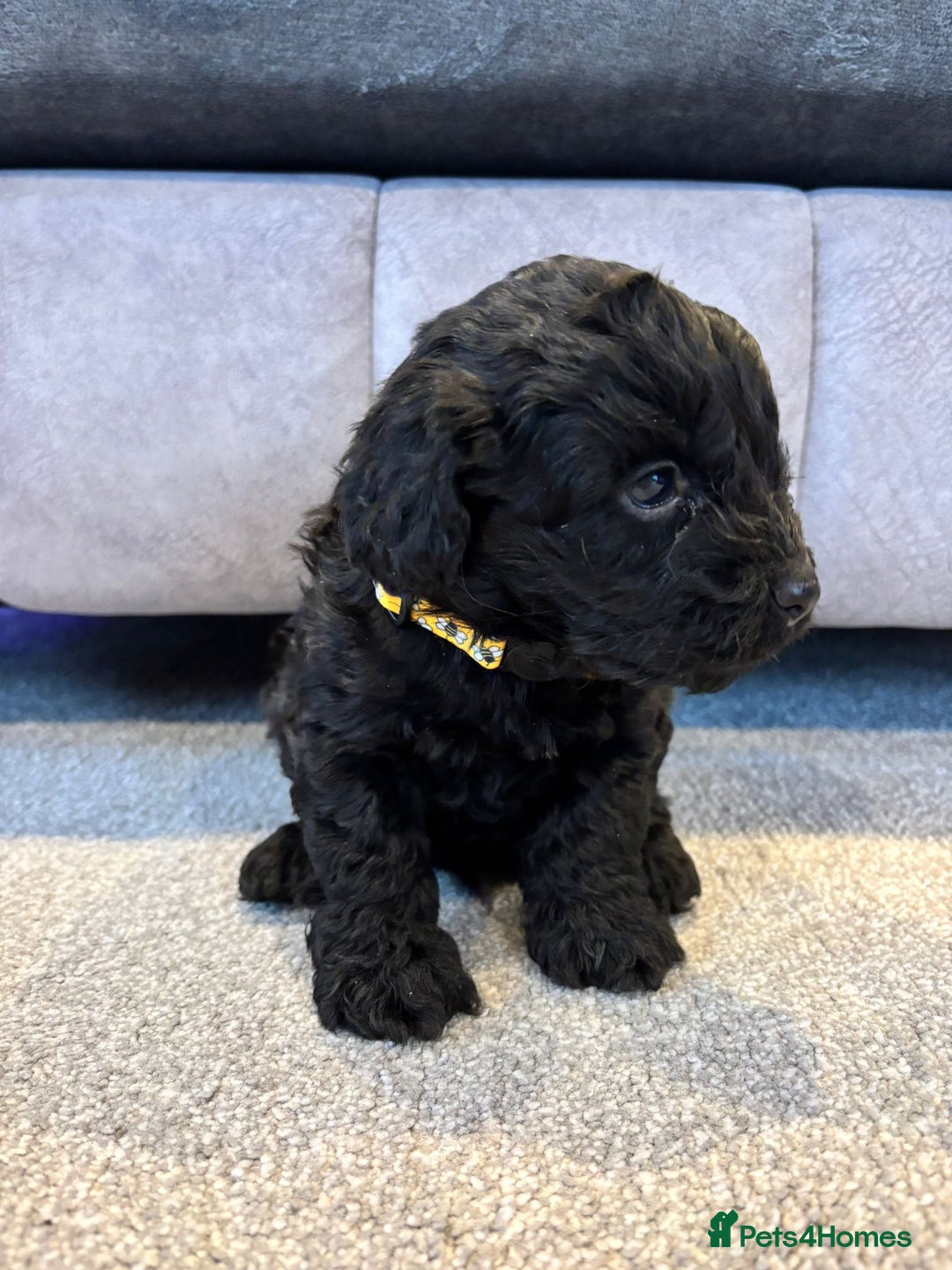 Cockapoo dogs for sale: Six stunning cockapoo puppies - Advert 15
