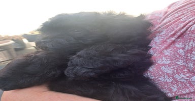 Shihpoo dogs - Advert 3
