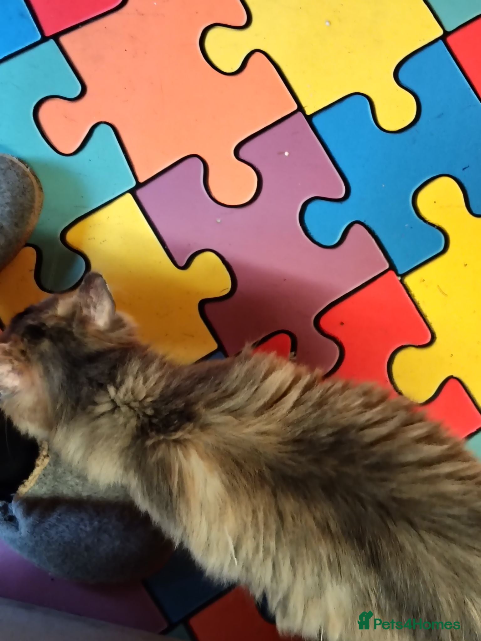 Maine Coon cats Maincoon kittens  - Advert 2