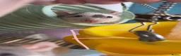Rat rodents for sale: Baby rats ready to leave now - Advert 6