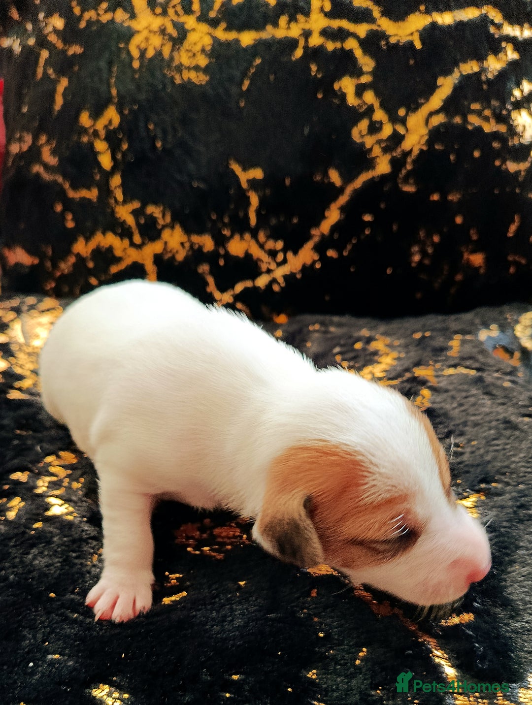 Jack Russell dogs for sale: 🤎🐶 Adorable Jack Russell Terrier Puppies✨ - Advert 13
