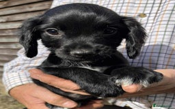 Sprocker dogs for sale: Beautiful Litter of Sprocker Spaniel Puppies - Image 8