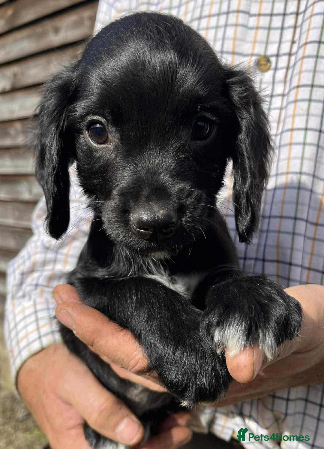 Sprocker dogs for sale: Beautiful Litter of Sprocker Spaniel Puppies - Image 8
