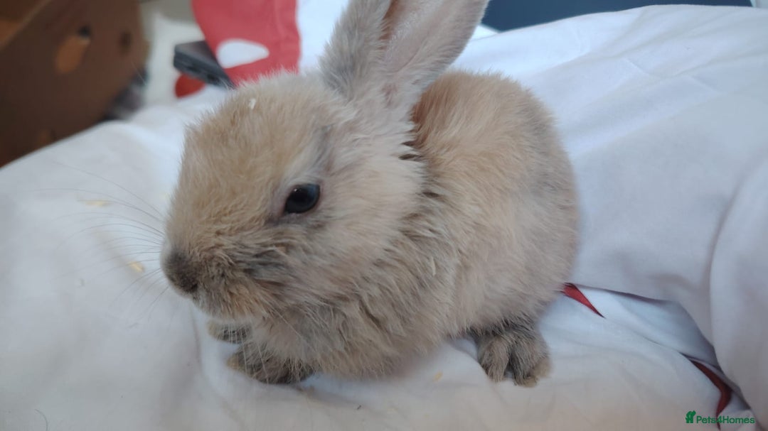 Mini Lop rabbits for sale: Mini Lops Male 6 Weeks Old Carterton, Oxford - Image 3