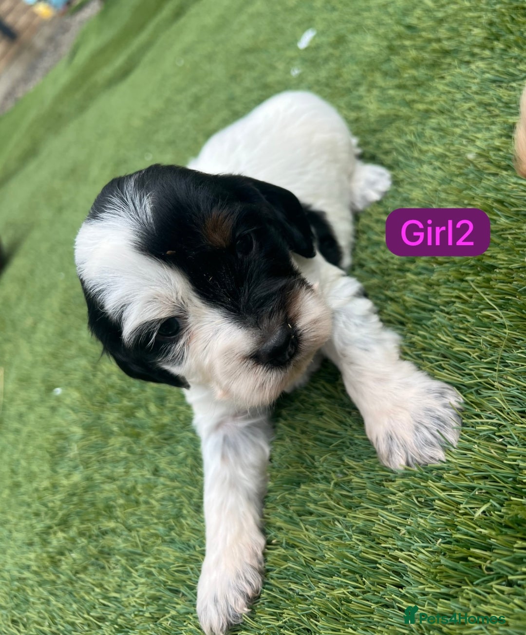 Cockapoo dogs for sale: F1B puppies - Image 6