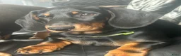 Dachshund dogs for sale: Looking for homes still available  - Advert 9