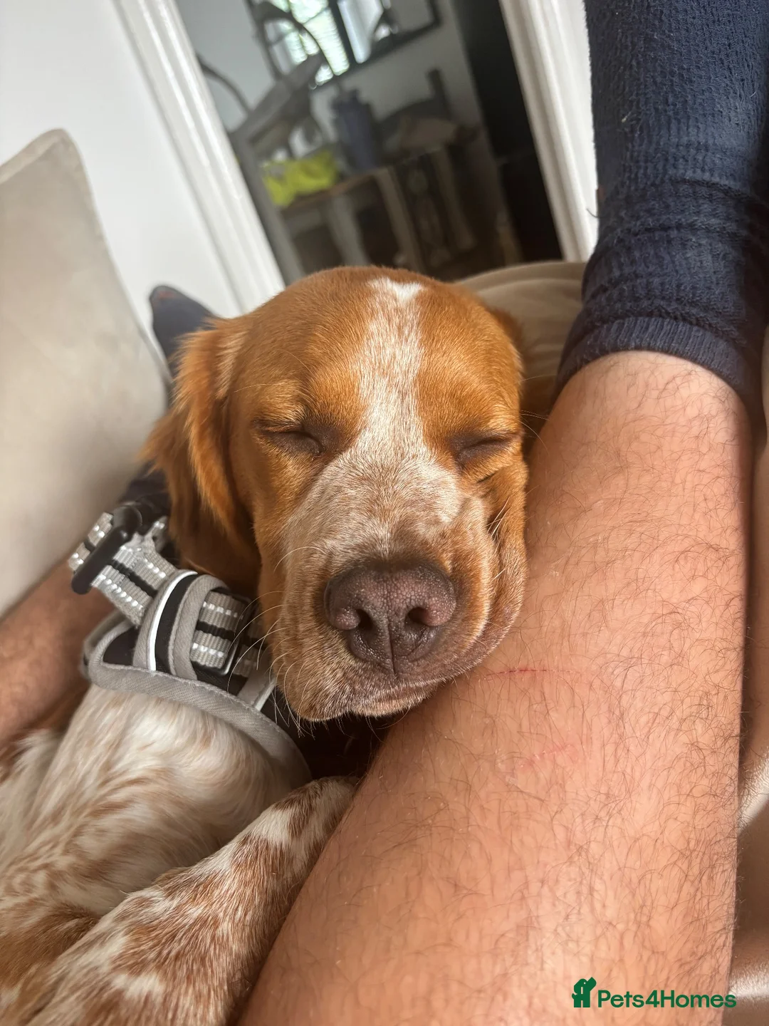 Brittany Spaniel dogs for sale: Puppy for rehoming :) - Advert 2