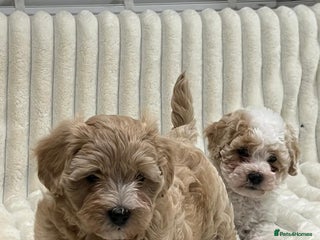 Maltipoo dogs - Advert 2